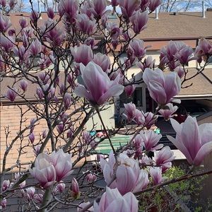 Meet your Posher, Abbey